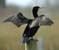 Click for big images of Phalacrocorax carbo 