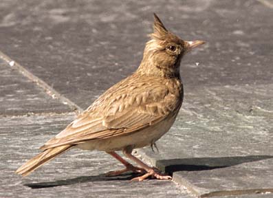 Galerida cristata