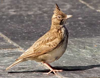 Galerida cristata